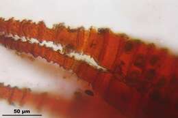 Слика од Fissidens dubius Palisot de Beauvois 1805