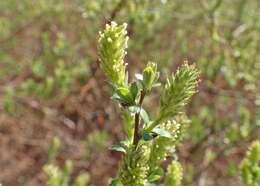 Image of creeping willow