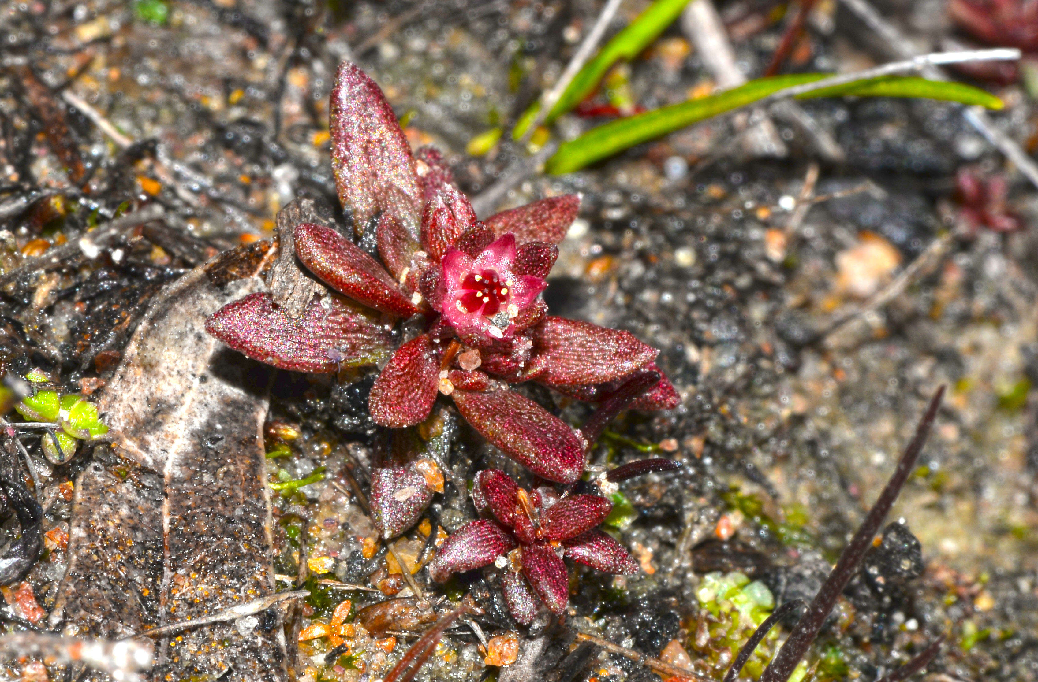 Image of Crassula closiana (Gay) Reiche