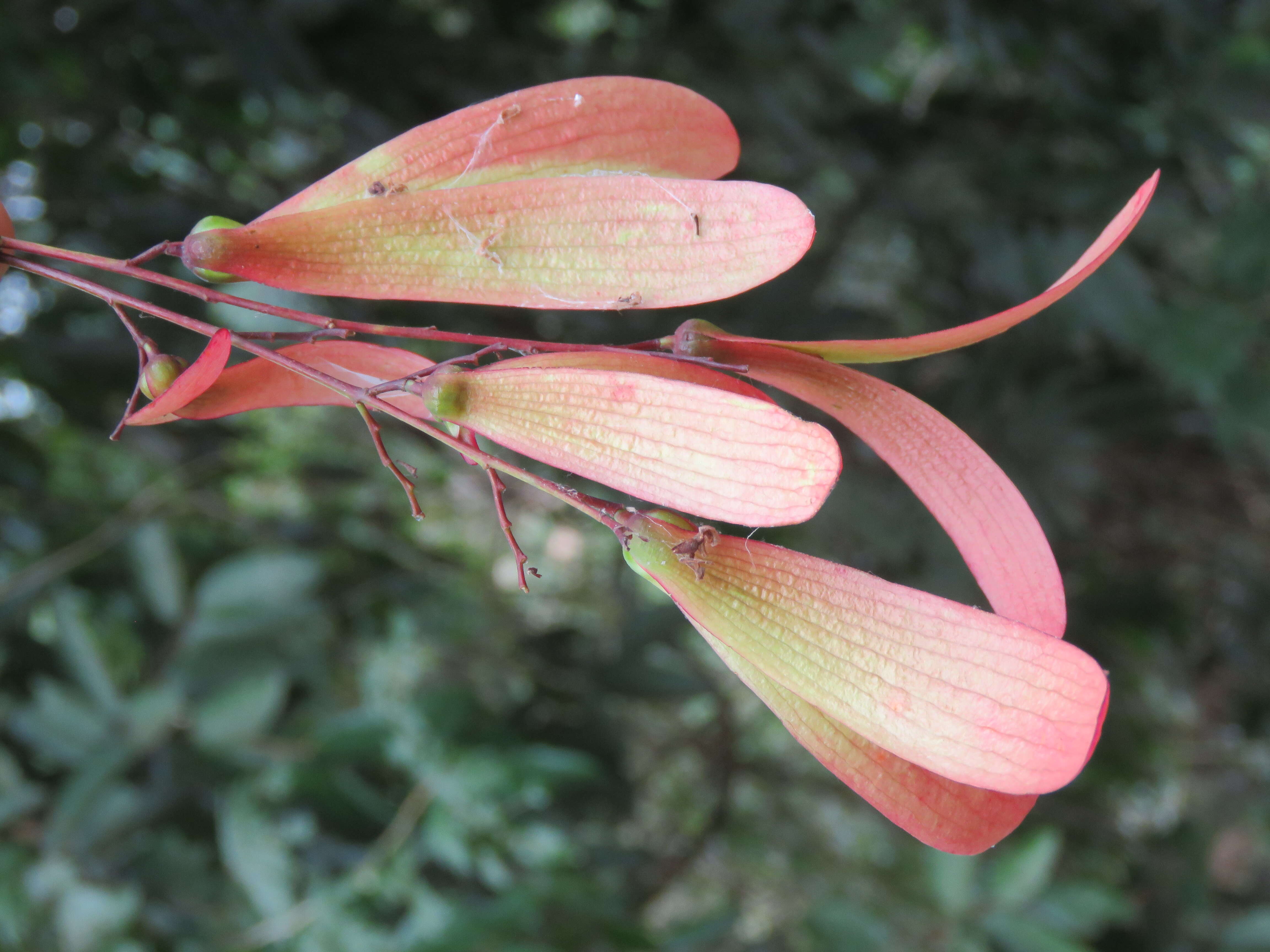 Image of Hopea ponga (Dennst.) D. J. Mabberley