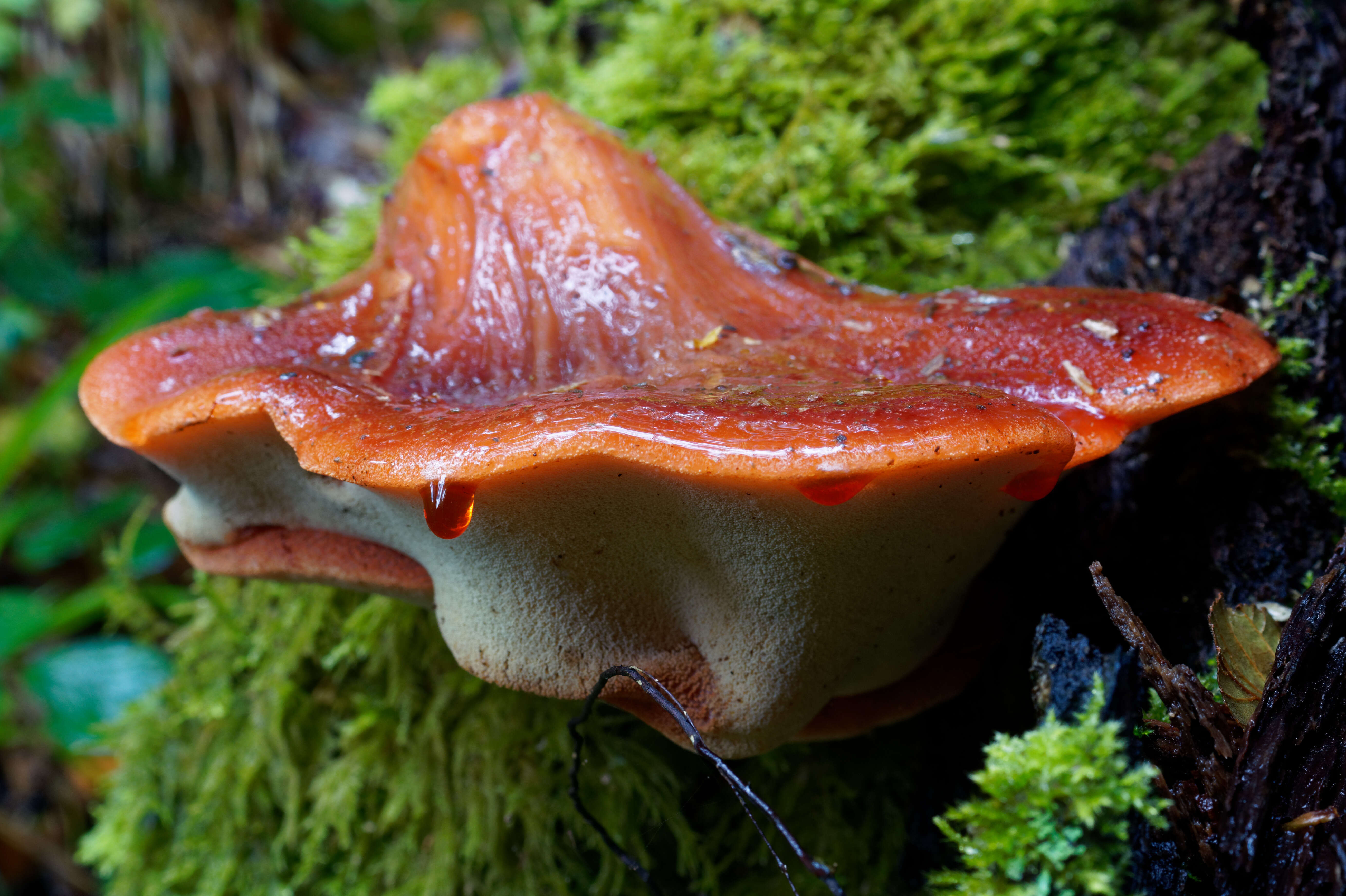 Image of Fistulinaceae