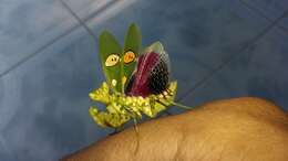 Image of Indian flower mantis