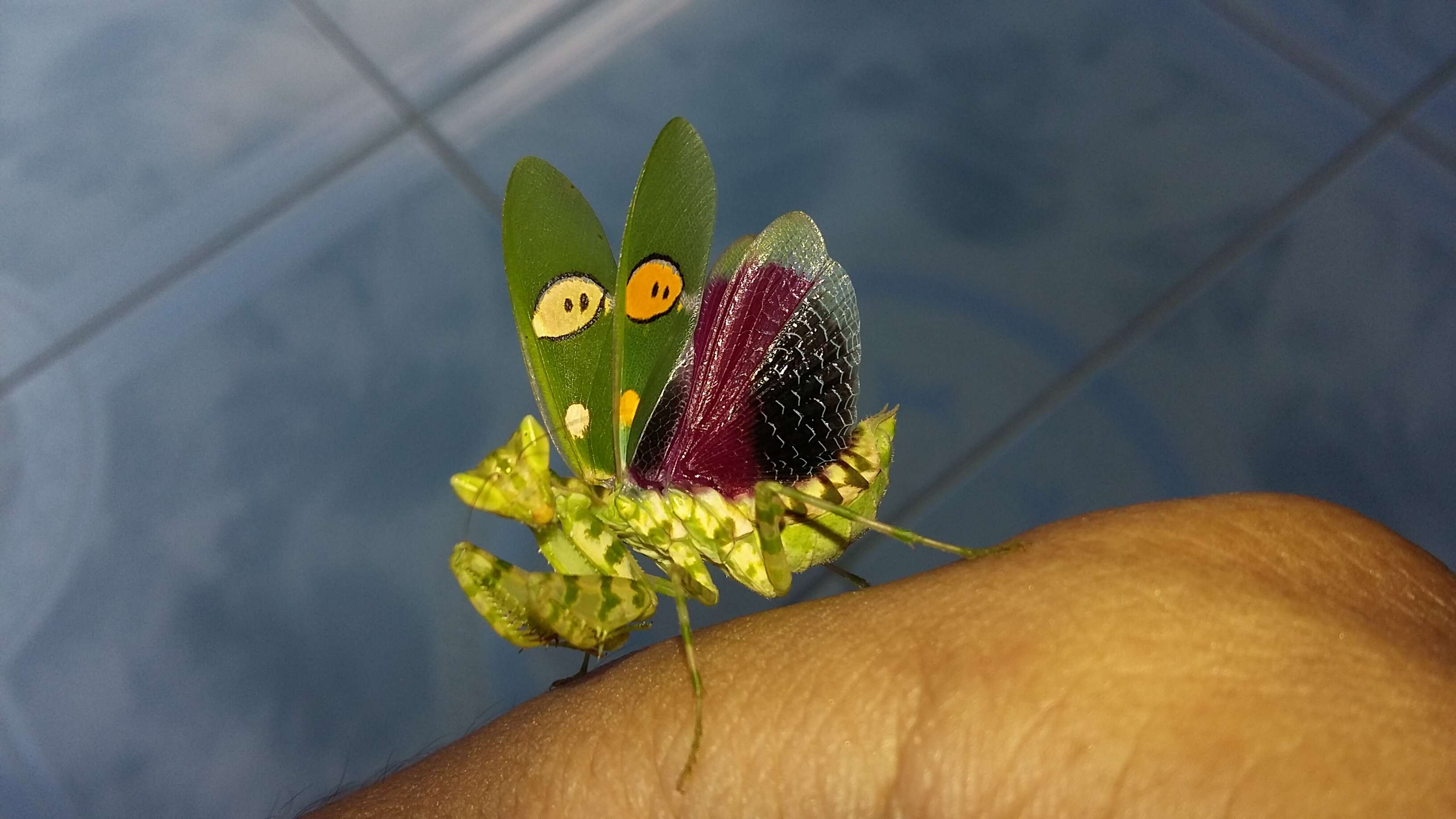 Image of Indian flower mantis