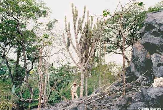 Image of Cereus pierre-braunianus Esteves