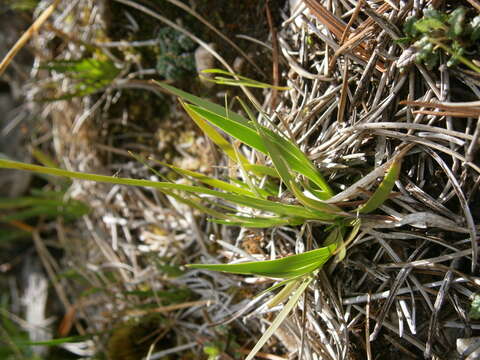 Image of Tofield's asphodel