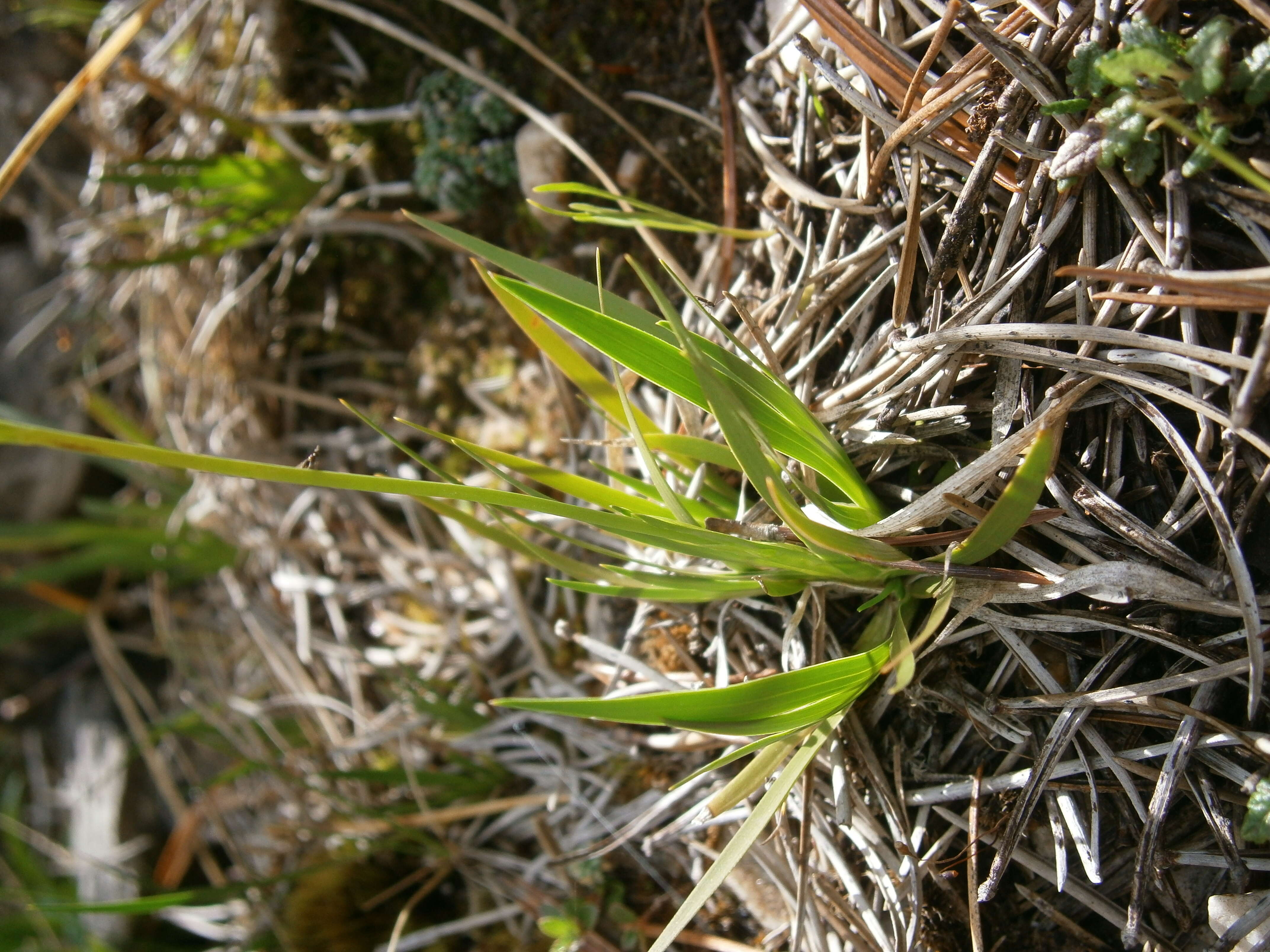 Plancia ëd Tofieldia calyculata (L.) Wahlenb.