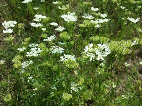 Imagem de Orlaya grandiflora (L.) Hoffm.