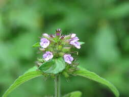 Image of wild basil