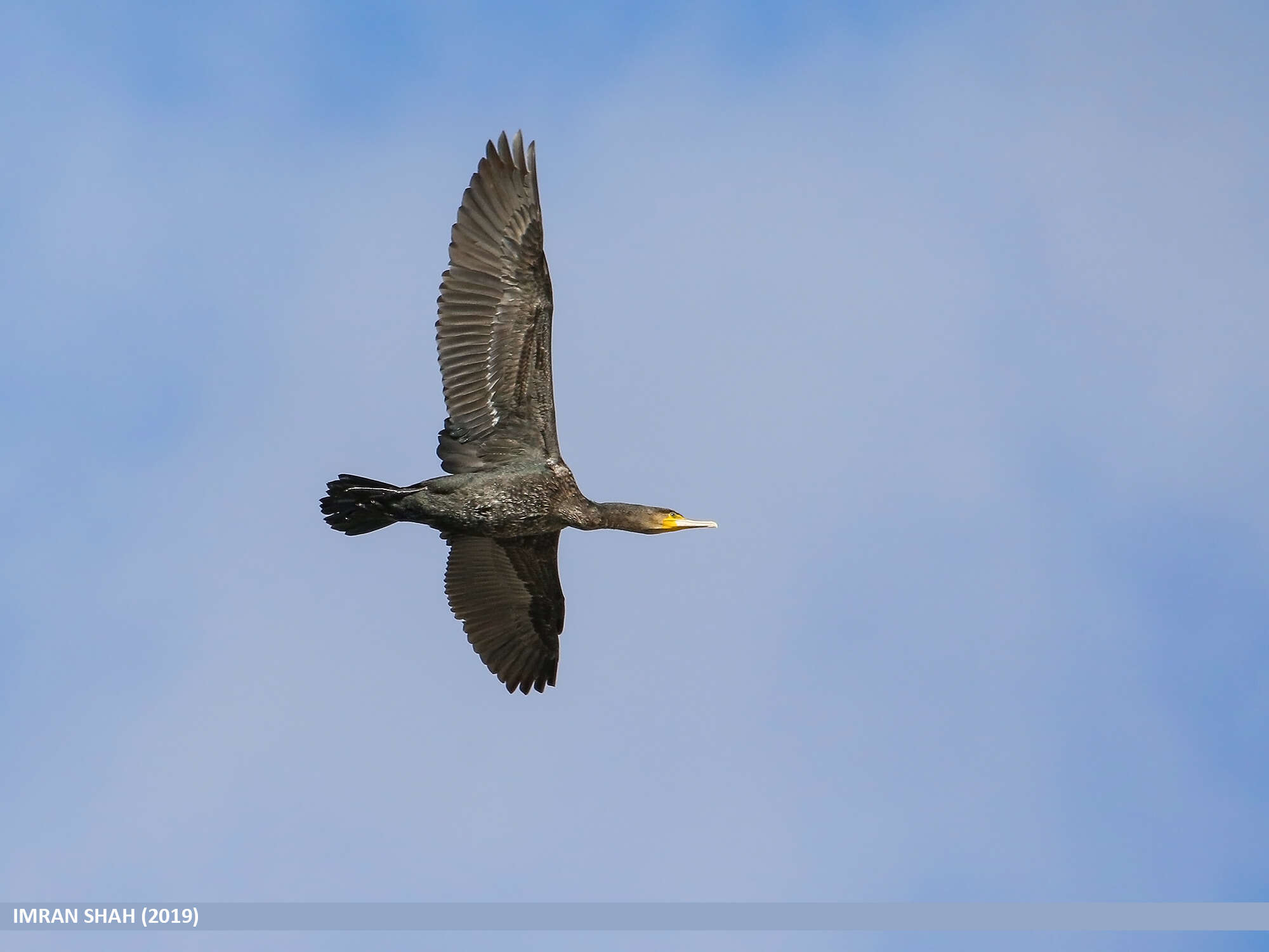 Image of Black Shag