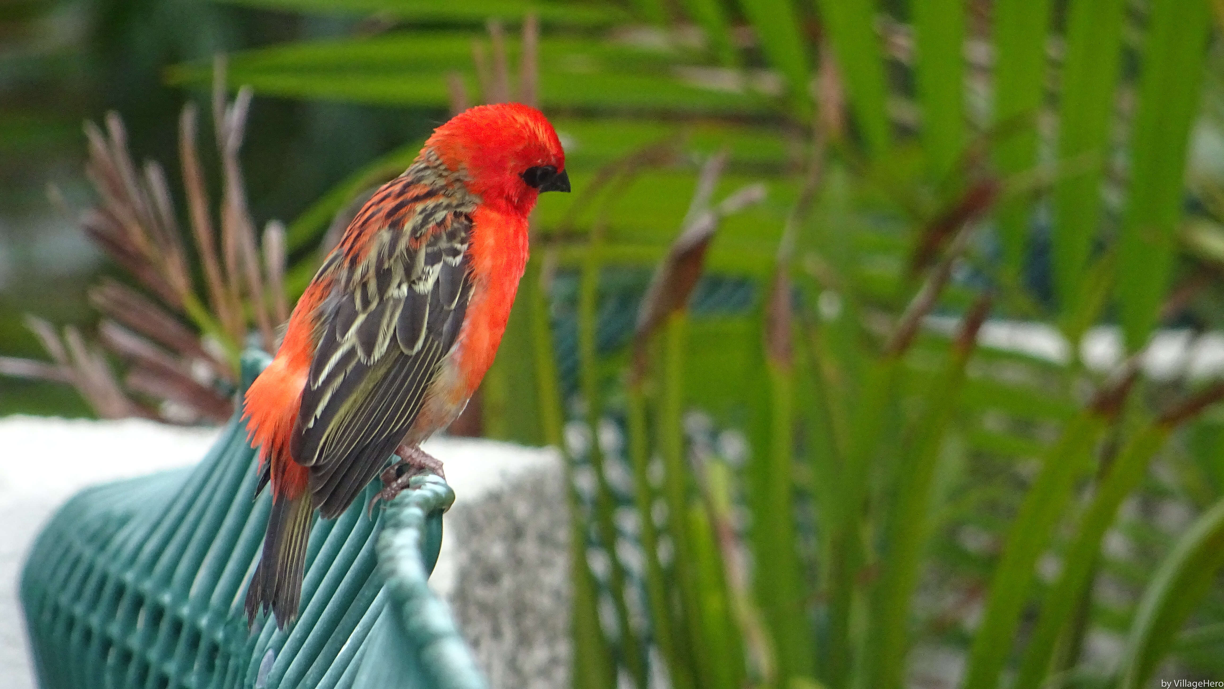 Image of Madagascar Red Fody