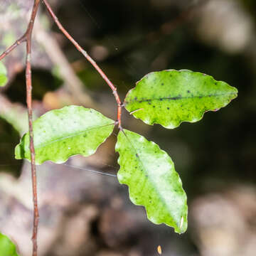 Image of Myrsine australis (A. Rich.) Allan