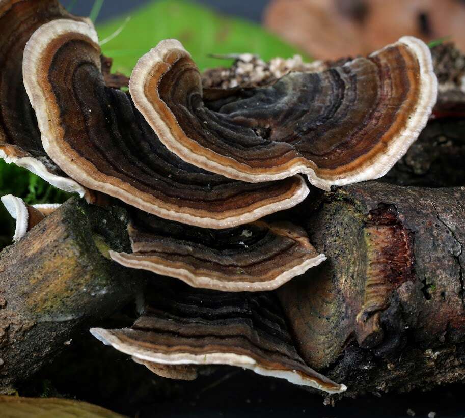 Image of Turkey Tail