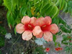 Image of Chinese Trumpet Vine