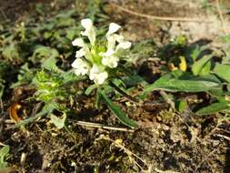 Image of cutleaf selfheal