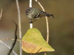 Image of goldcrests and kinglets