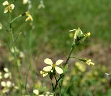 Image of wild radish