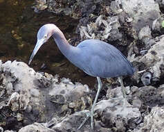 Image of Little Blue Heron