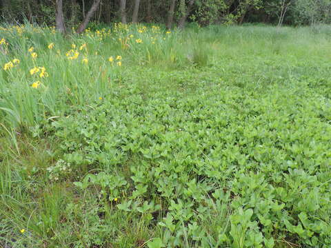 Image of bogbean