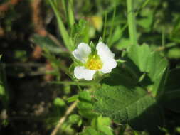 Image of Barren Strawberry