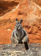 Image of Black-flanked Rock Wallaby