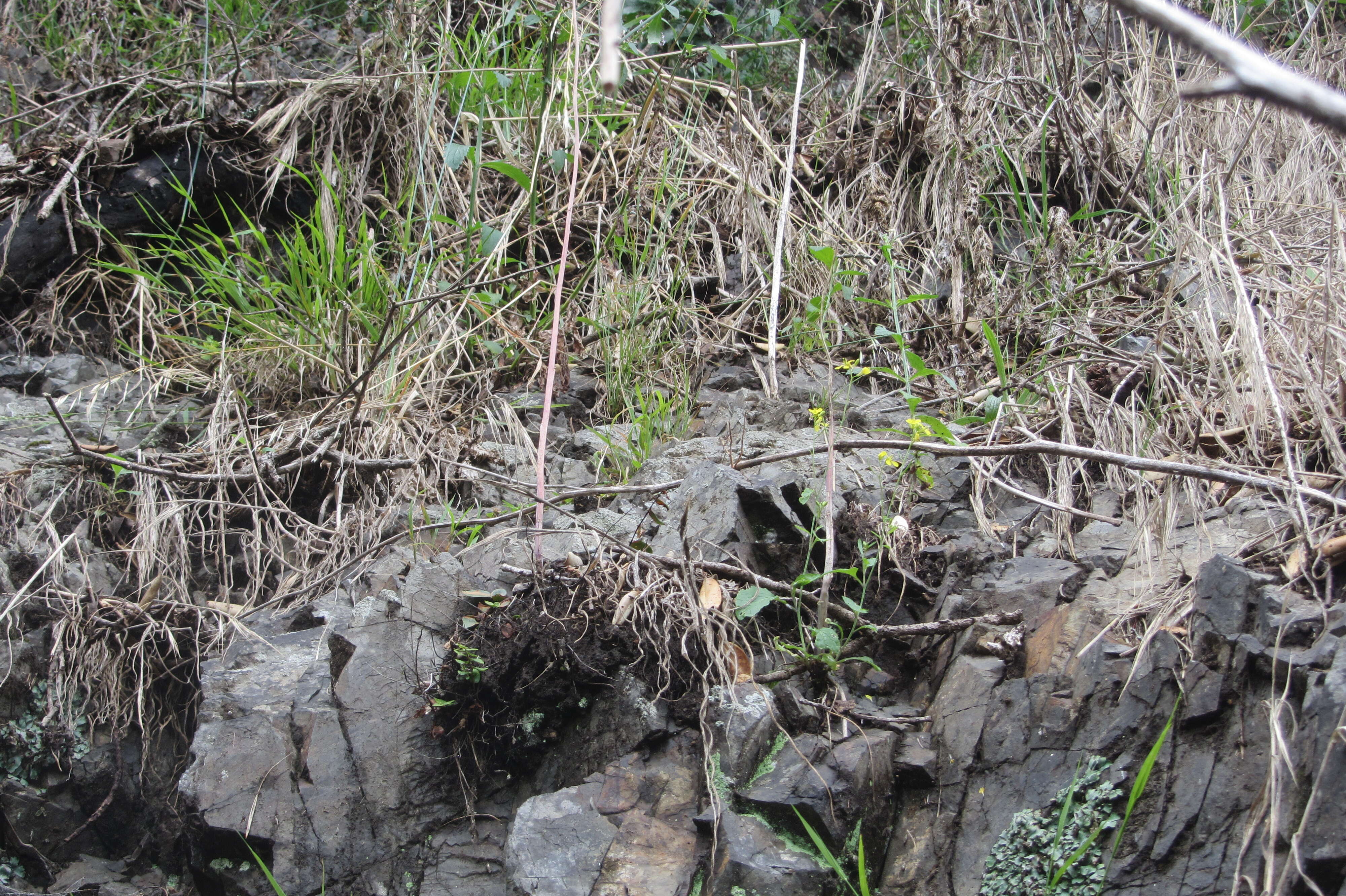 Image of Brassica rapa subsp. oleifera