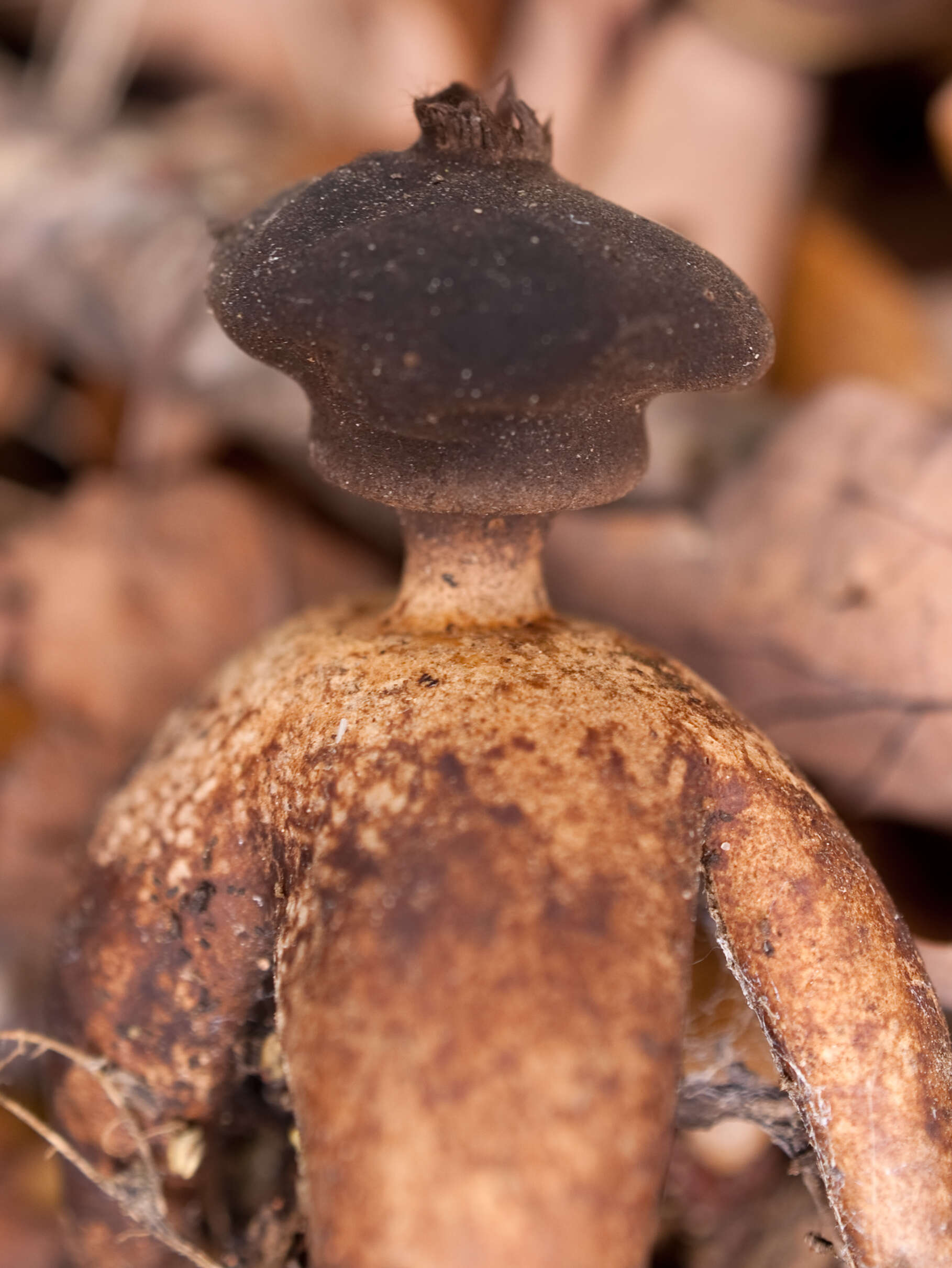 Imagem de Geastrum fornicatum (Huds.) Hook. 1821