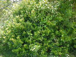 Image of Zanthoxylum ovalifolium Wight