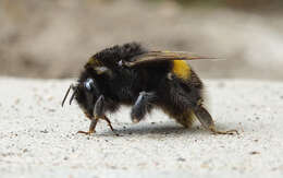 Image of Buff-tailed bumblebee