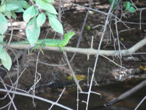 Image of Green Basilisk