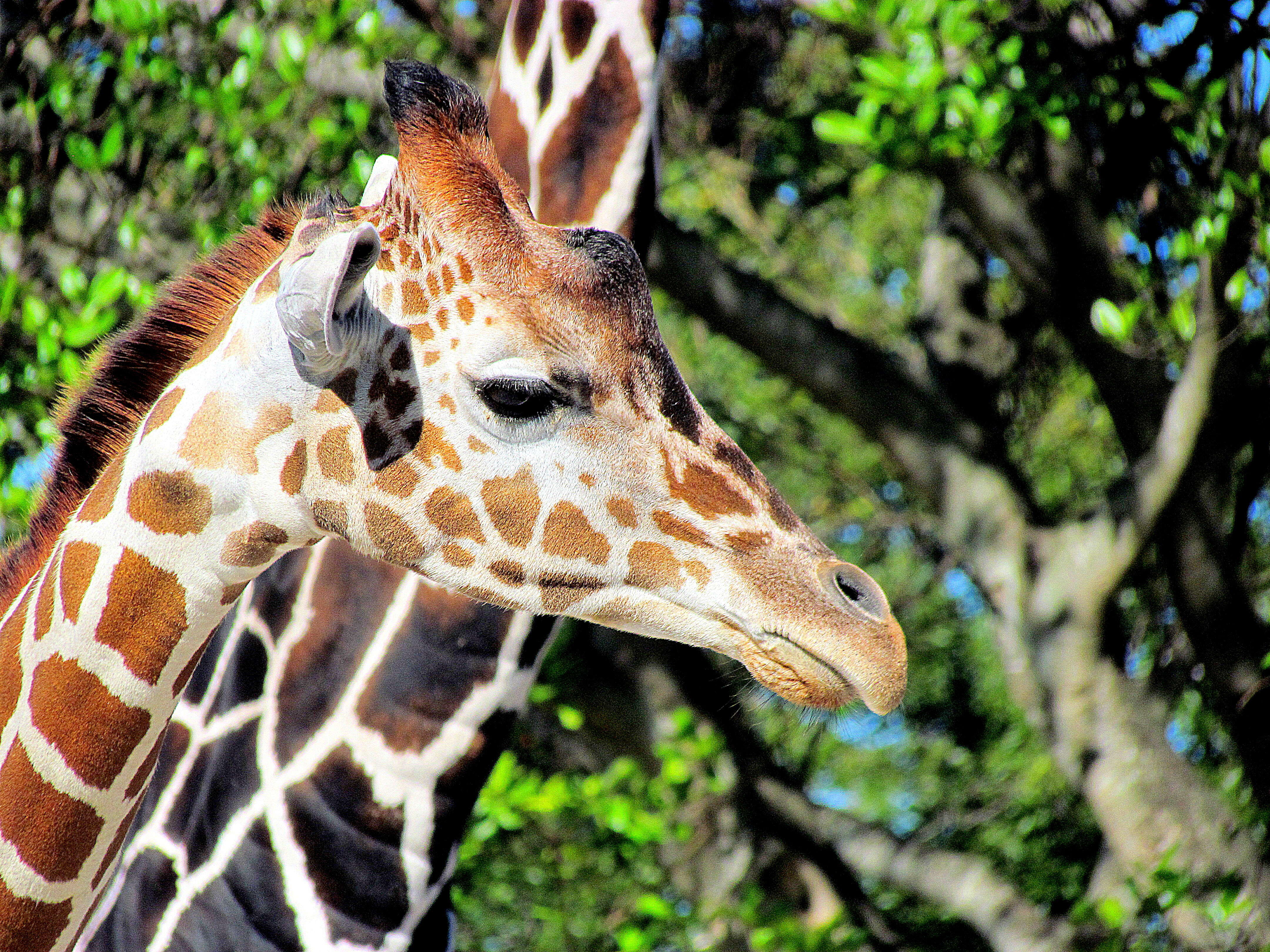 Plancia ëd Giraffa camelopardalis (Linnaeus 1758)