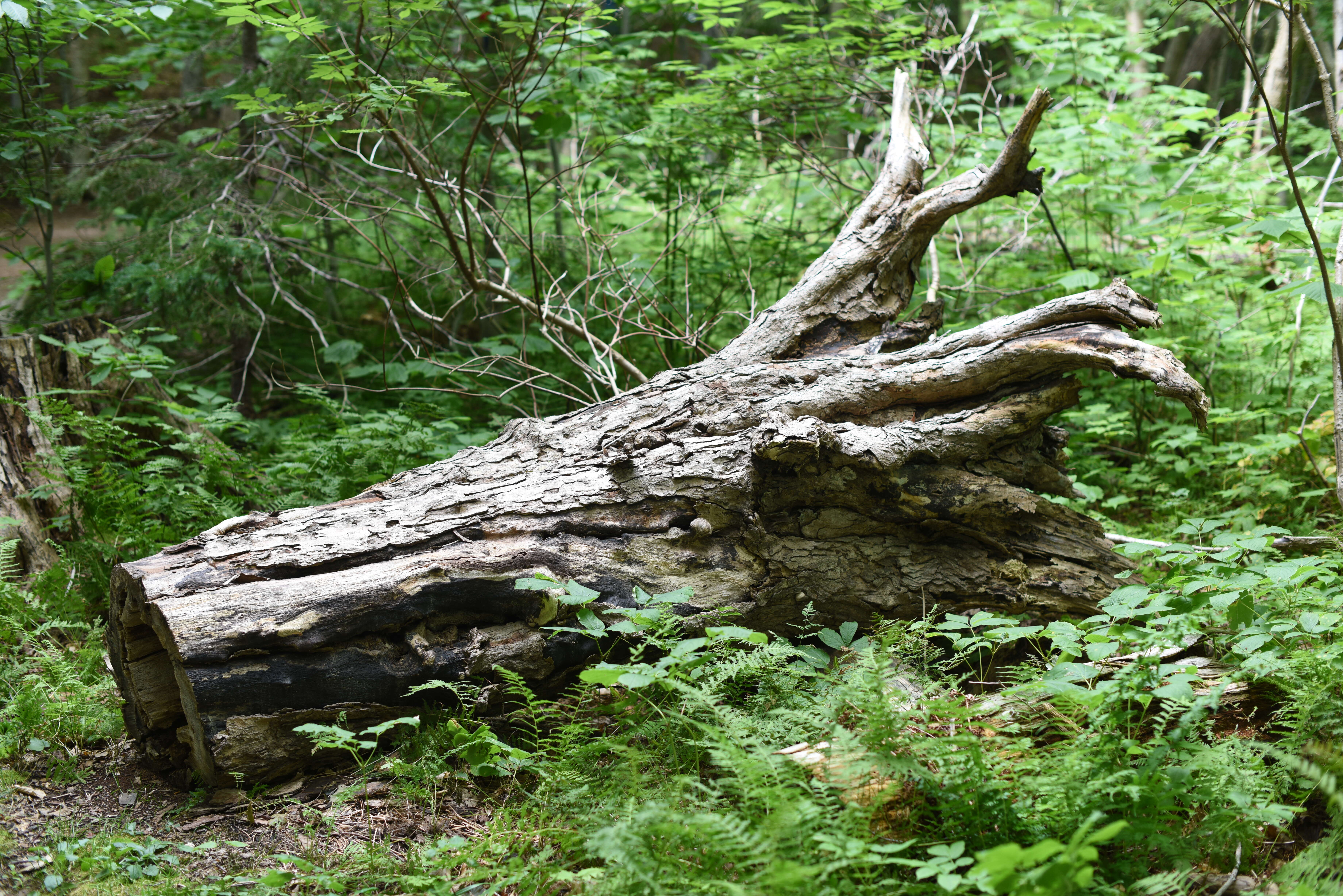 Image of sugar maple