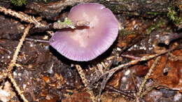 Image of Laccaria amethystina Cooke 1884