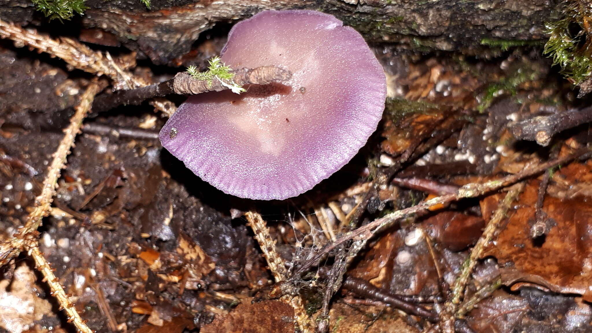 Image of Laccaria amethystina Cooke 1884