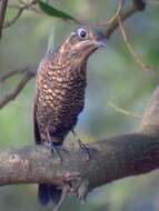 Image of Chestnut-bellied Rock Thrush