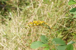 Image of smooth rattlebox