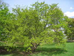 Image of tatarian maple