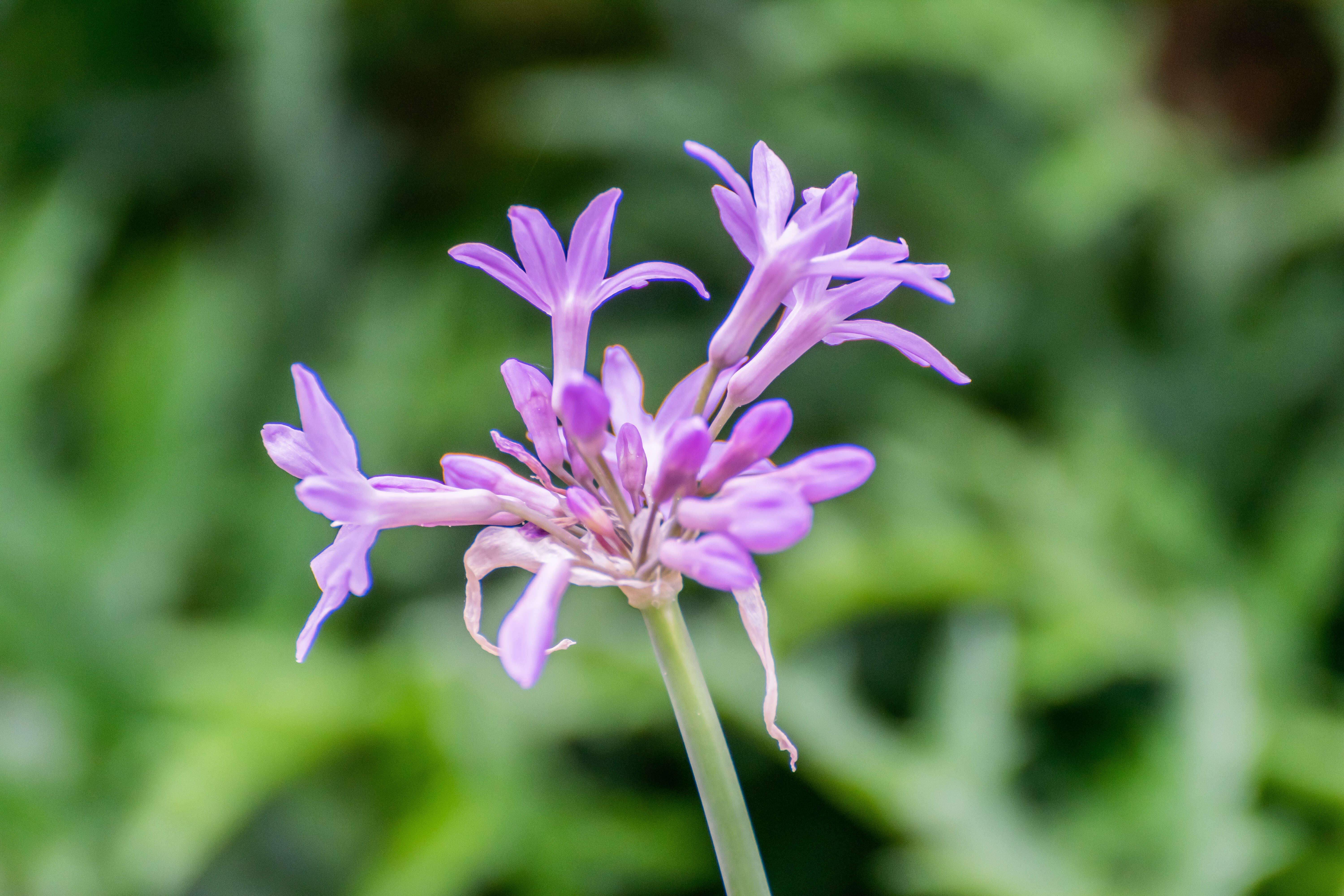 Tulbaghia violacea Harv. resmi