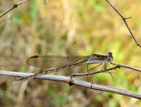 Image of Siberian Winter Damsel