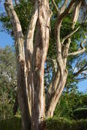 Image of grand eucalyptus