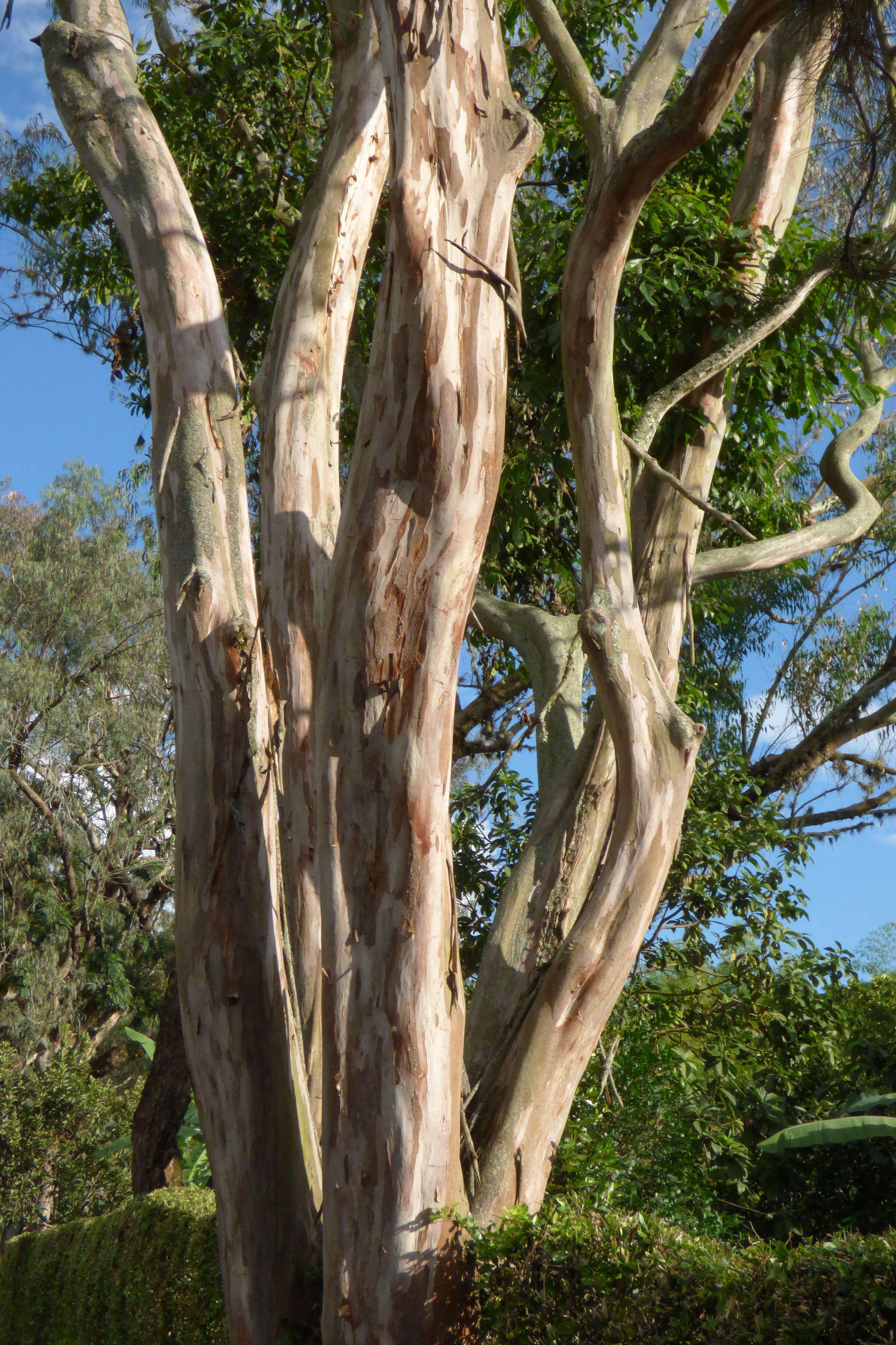 Eucalyptus grandis W. Hill ex Maiden resmi