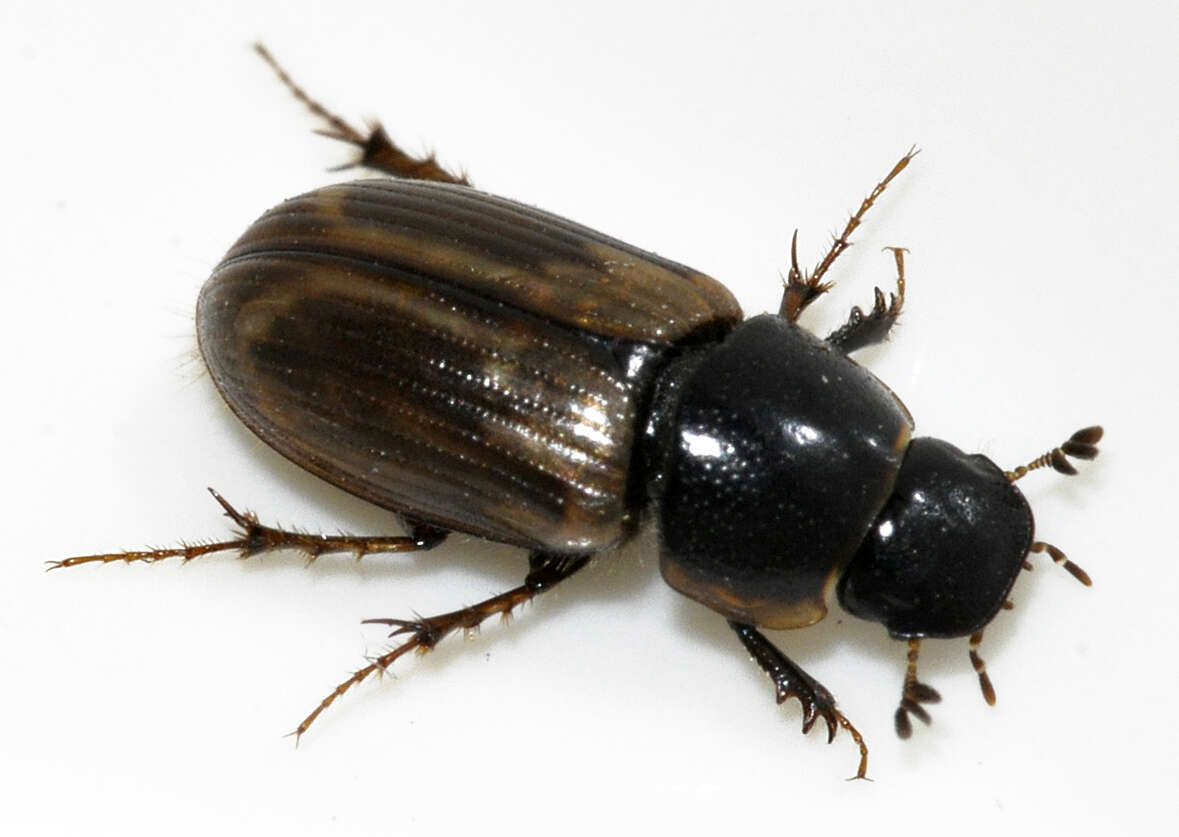 Image of Aphodius prodromus