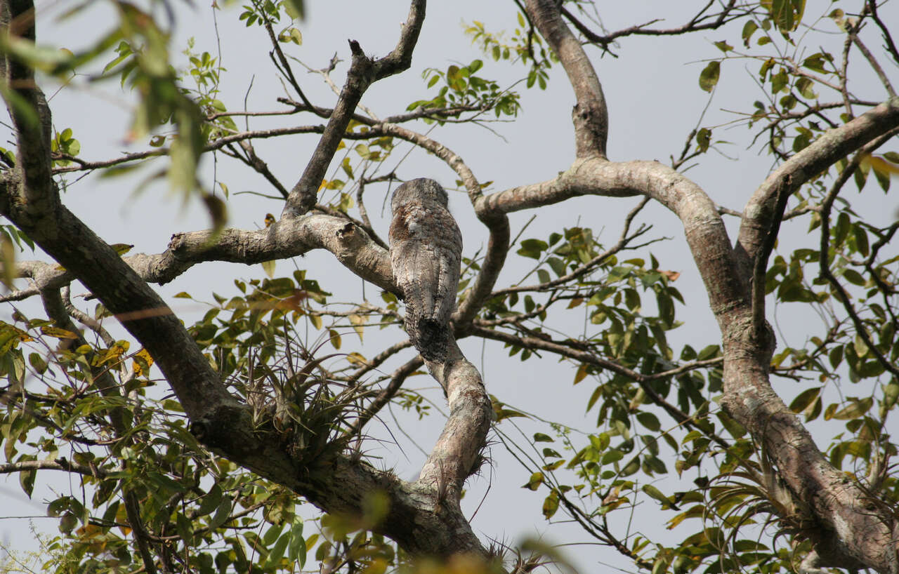 Image of Great Potoo