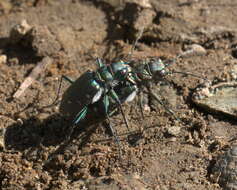 Image de Cicindela (Cicindela) depressula Casey 1897