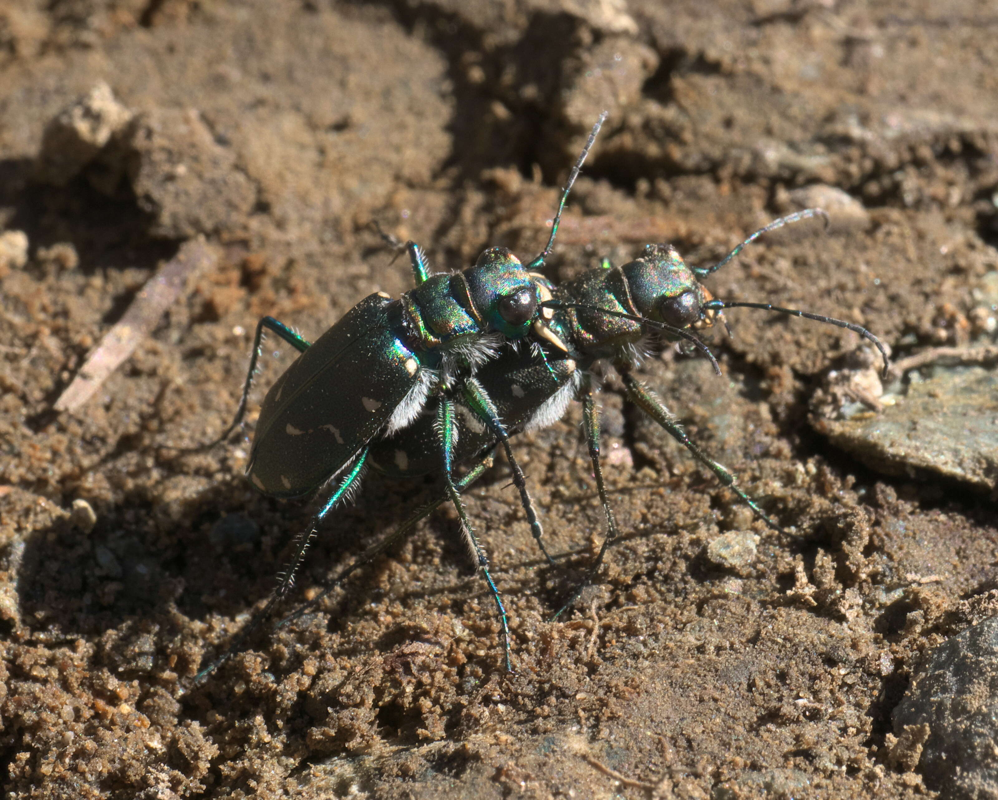 Image de Cicindela (Cicindela) depressula Casey 1897