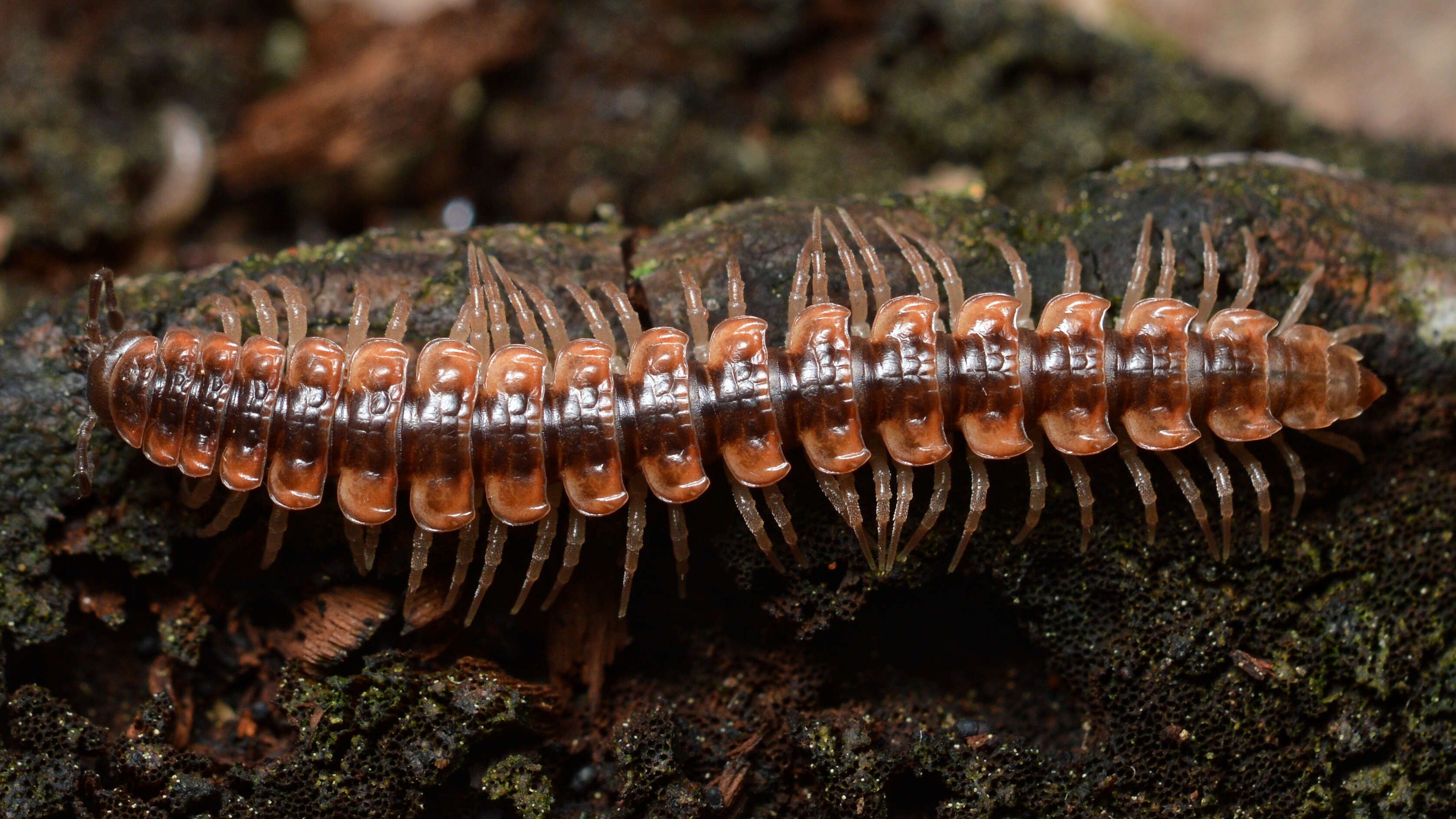 Image of Pseudopolydesmus