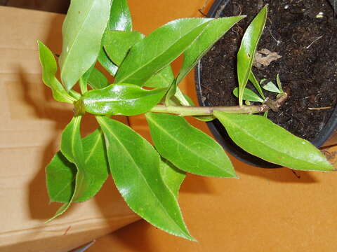 Myoporum insulare R. Br. resmi