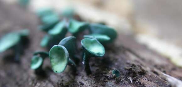 Image of Chlorociboria aeruginascens (Nyl.) Kanouse ex C. S. Ramamurthi, Korf & L. R. Batra 1958