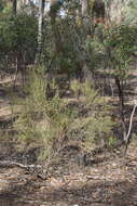 Image of Cassinia sifton Orchard