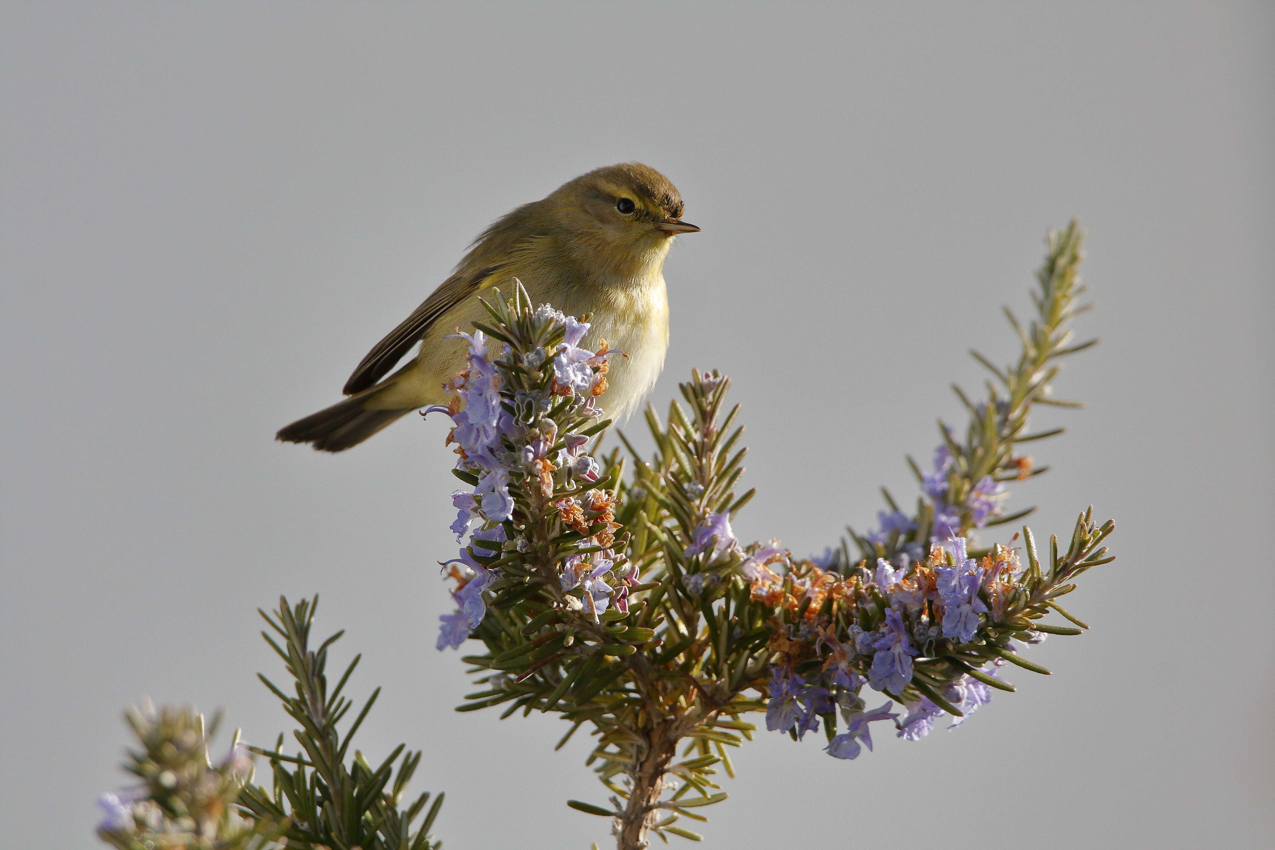 Image of Common Chiffchaff