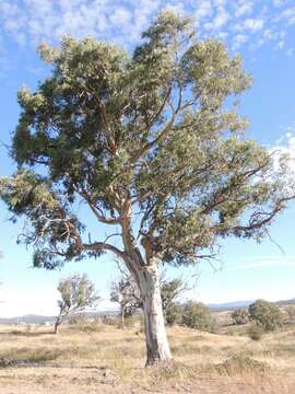 Image of Blakely's Red Gum